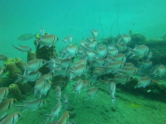 Muitos cardumes nos naufrágios em St. Pierre, no norte de Martinica